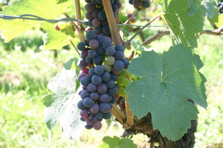 Entdeckung des Weins zwischen den Ländern Chablaisien und Genevois