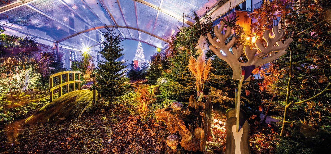 The Enchanted Forest