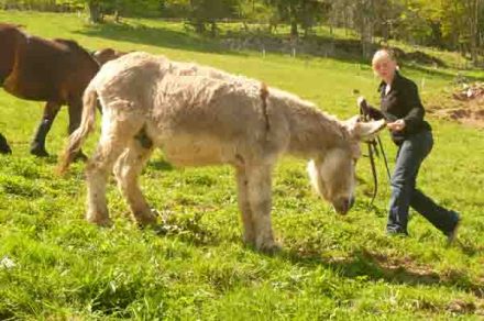 Ride on the Bellevaux path with a donkey foal