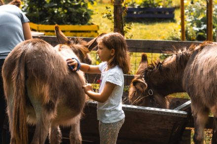 Balade avec les ânes à la Ferme du Haut-Chablais