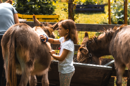 Walk with the donkeys at the Haut-Chablais Farm