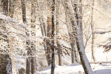 Nature Trail and Fox Watching - snowshoe trail