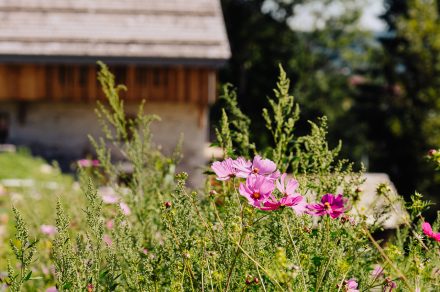 Forêt Ivre - Frédéric Molina