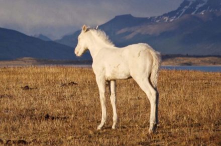 Projection documentaire - Patagonie à la lisière du monde