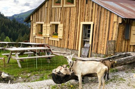 A short culinary stroll through the mountain pastures