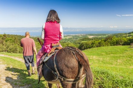 Walking with donkeys